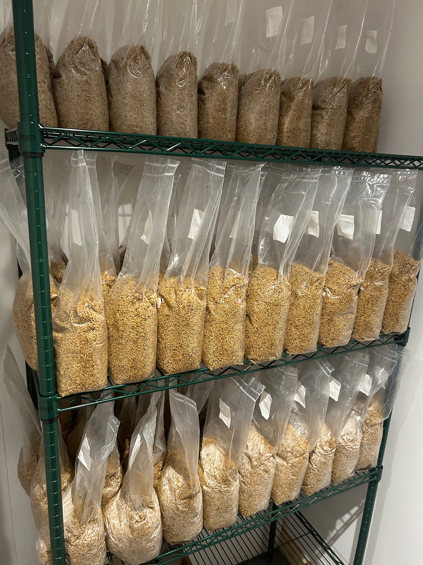 Sterilised Millet Grain