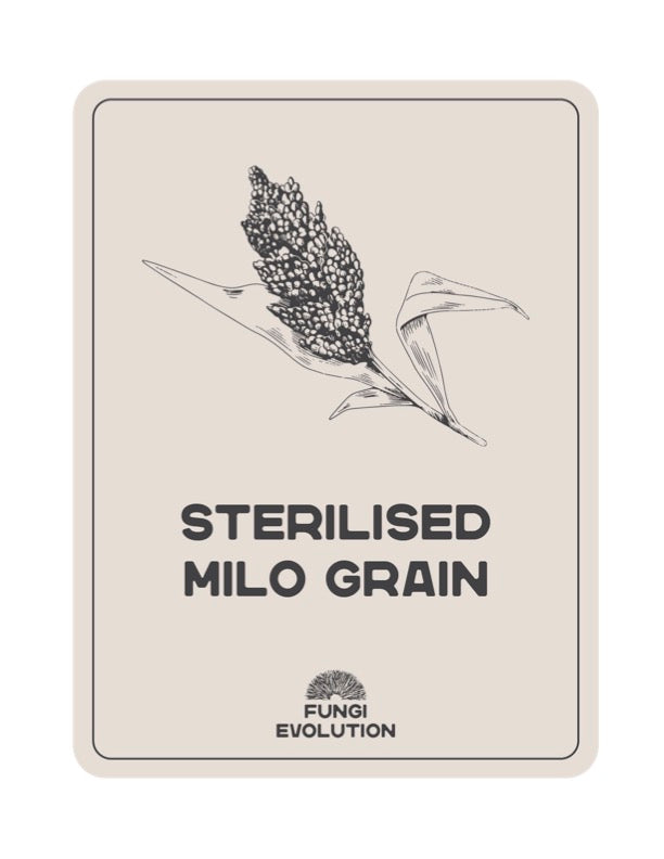 Sterilised Milo Grain