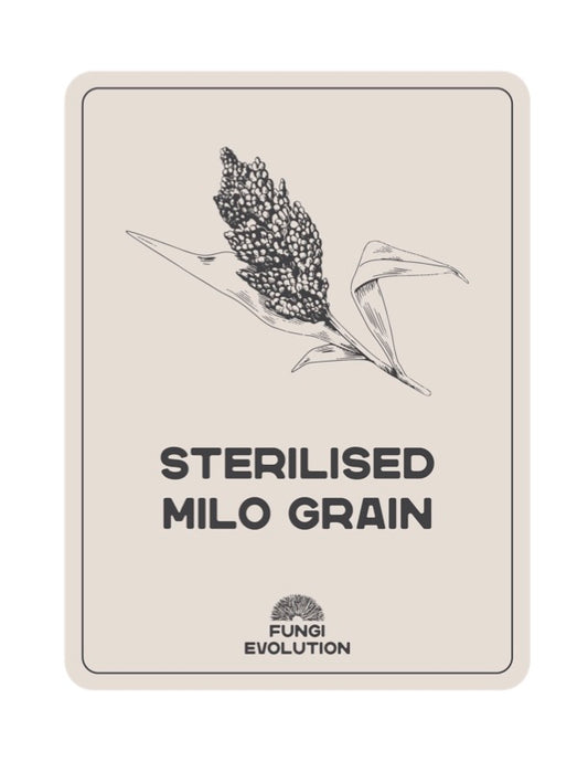 Sterilised Milo Grain