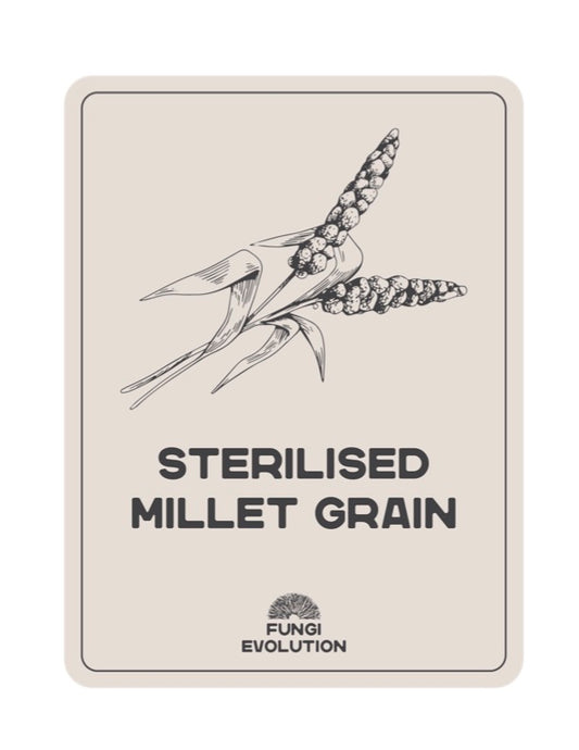 Sterilised Millet Grain